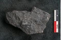 Foto (Detailansicht) von Thinnfeldia gracilis Ettingshausen (NHMW-GEO-2024-0188-10318)